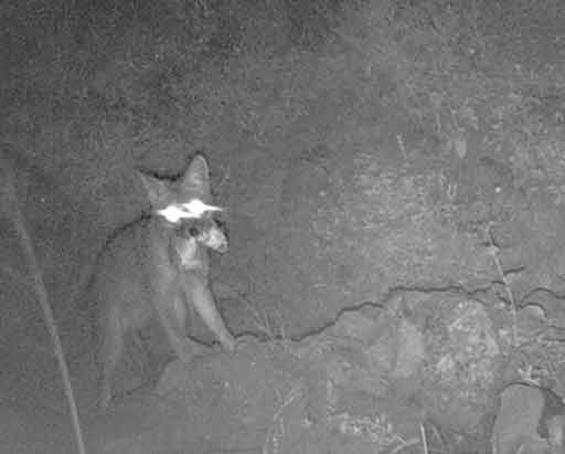 Fox on illegal alien trail